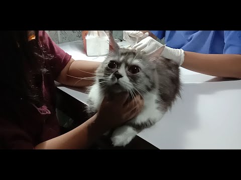 Video: Cara Mengobati Otitis Media Pada Kucing