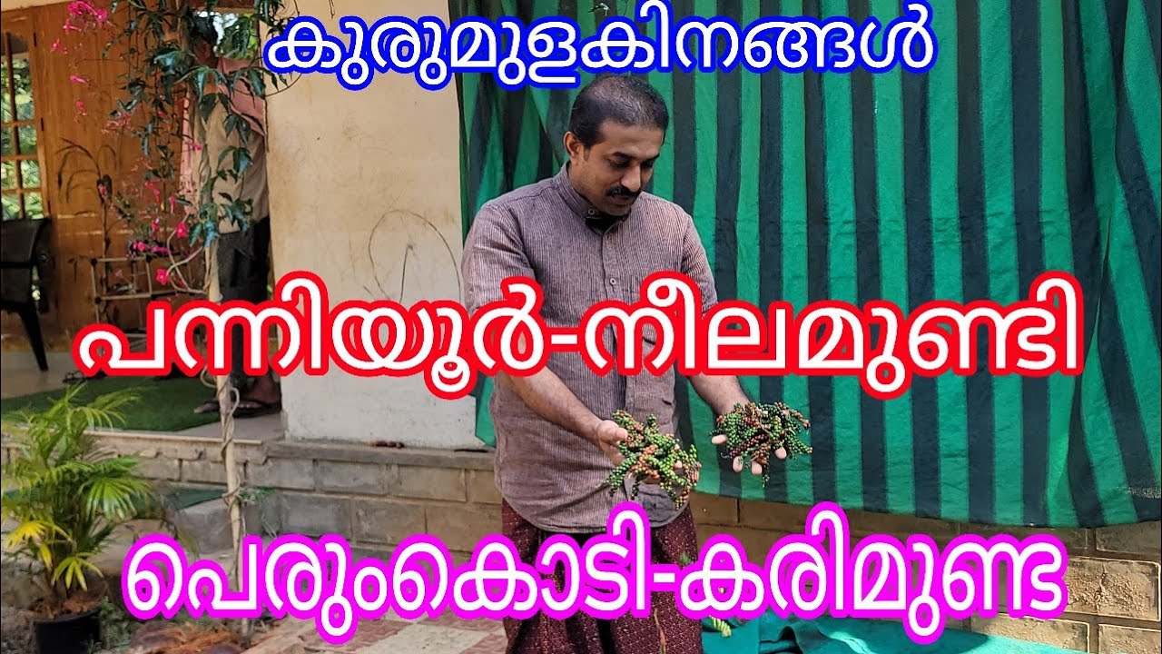 Pepper Plantation Difficulties and Expectations#Antony Muniyara Vlogs