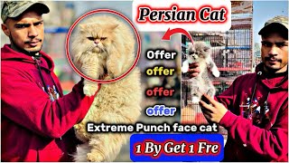 persian cat 1 by 1 get Free | kittens video | Pets market lahore