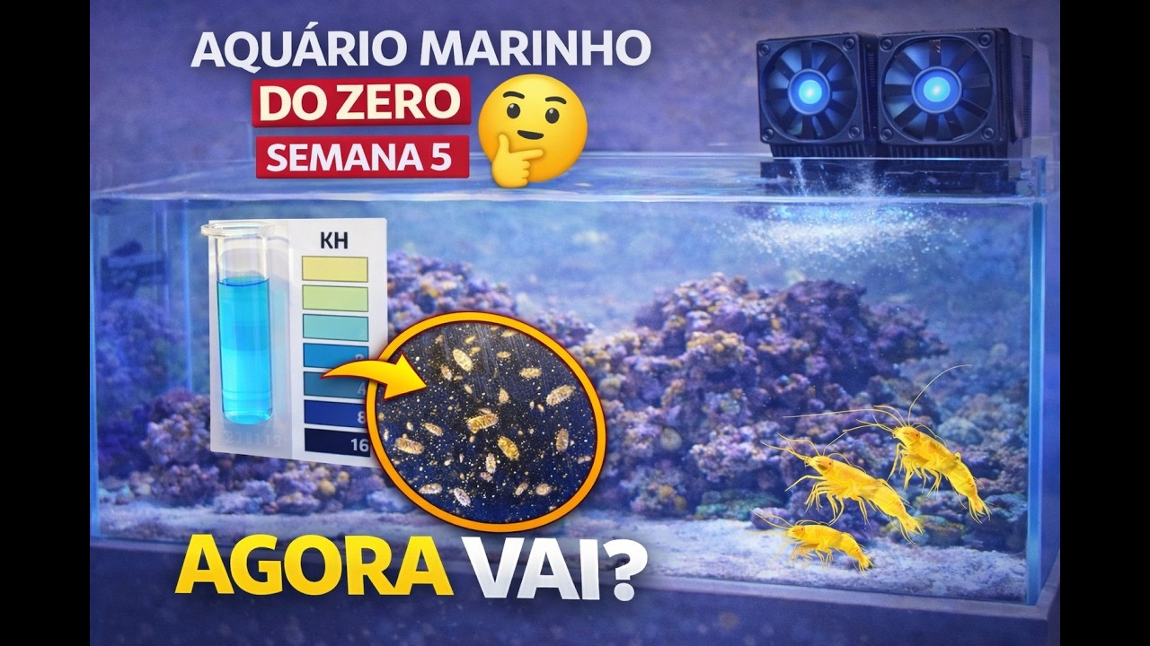 Aquário Marinho do Zero - Semana 5 | Testes, temperatura e vida