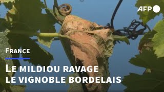 Le mildiou, fléau du vignoble bordelais | AFP