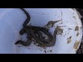A lot of Eels on Dry Season|Catch Eel in Mud Underground by Hands|Major Fishing
