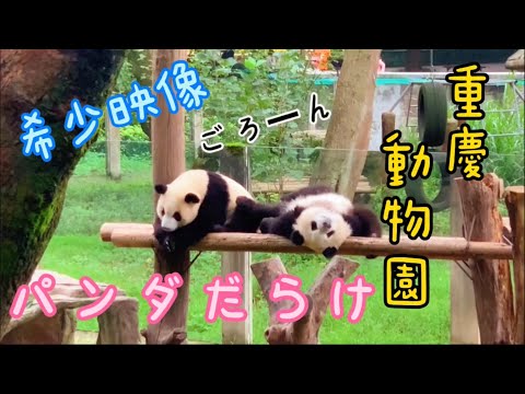 【観光】中国の動物園に行ってみたら、、、パンダだらけ