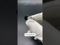 Cutting Blades