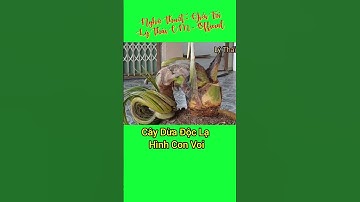 Độc Lạ Cà Mau.Cây Dừa Có Hình Con Voi Giá 7 Tỷ | Lý Thái CM