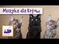 Burmilla cat の動画、YouTube動画。