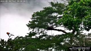 20240530 《Salung家深山間既美又危險的雲海》#熊鷹#屏科大鳥類生態研究室 #巢位觀察#nestcam