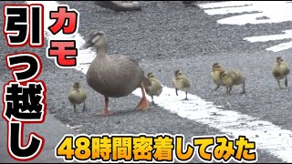 カモの親子に48時間密着してみた【どうぶつの引っ越し】I LOVE みんなのどうぶつ園