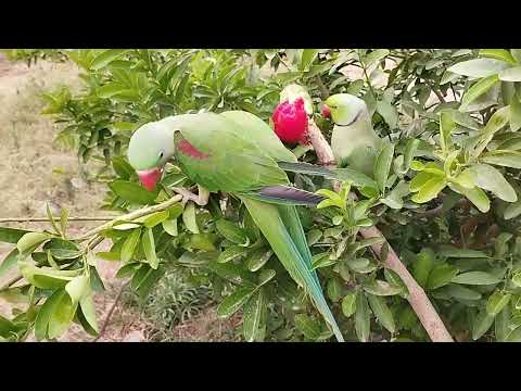 parrot||parrot school||cute little parrots
