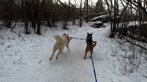 Freshies!  We finally got new snow to beautify the...