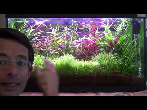 Vidéo: Comment Faire Un Compresseur Pour Un Aquarium De Vos Propres Mains