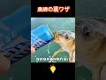 #生活の知恵 #生活小妙招 #生活小技巧 #lifehacks #tips