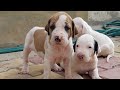 Top Quality Pakistani Bully puppies for sale || jsk pets ||