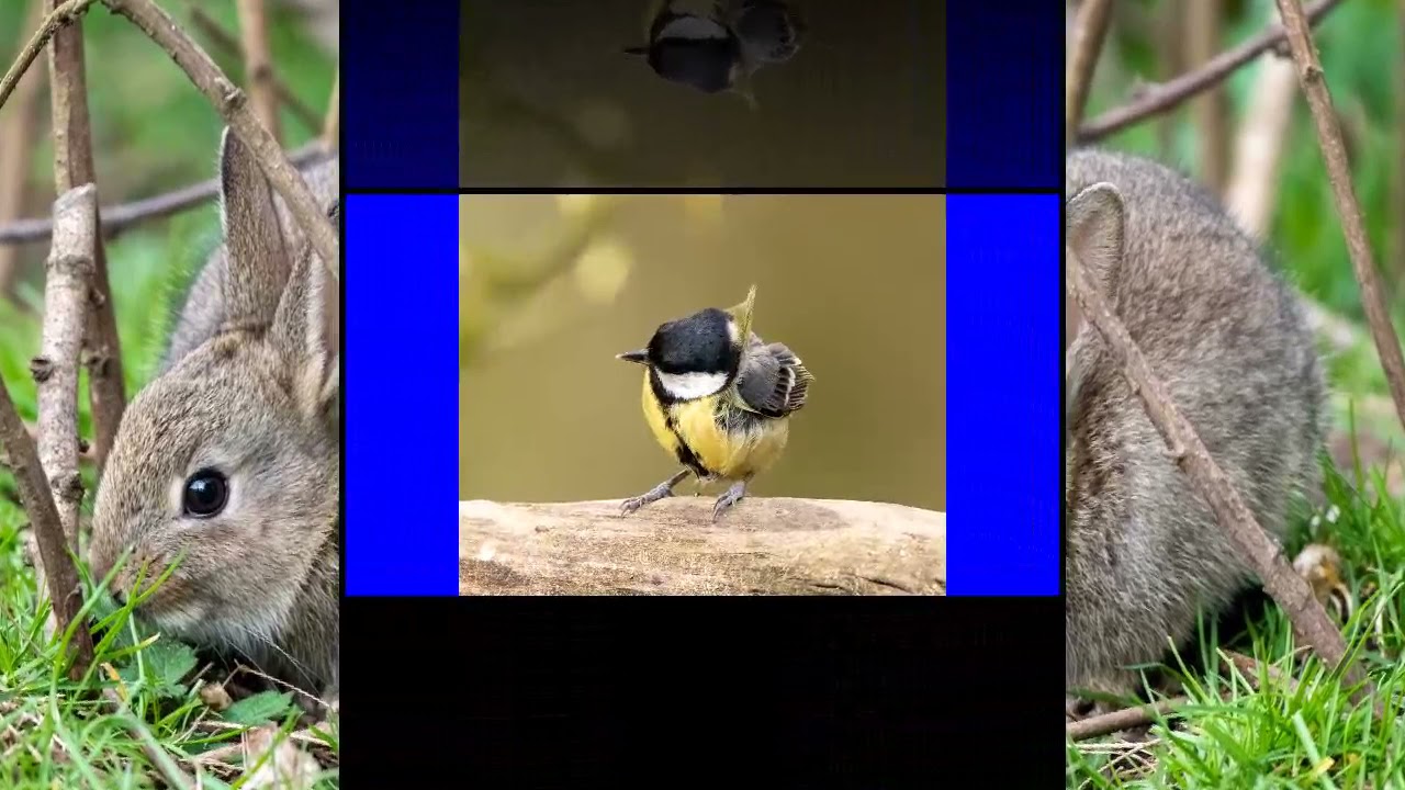 Nikon d850 wildlife photography YouTube