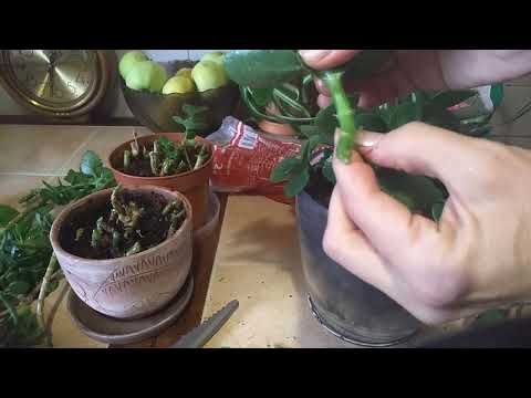 Шок и Ужас! Каланхоэ 2 года без ухода. Обрезка. Посадка. Черенкование каланхое.