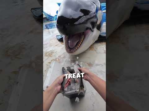 This dolphin's favorite day ❤️