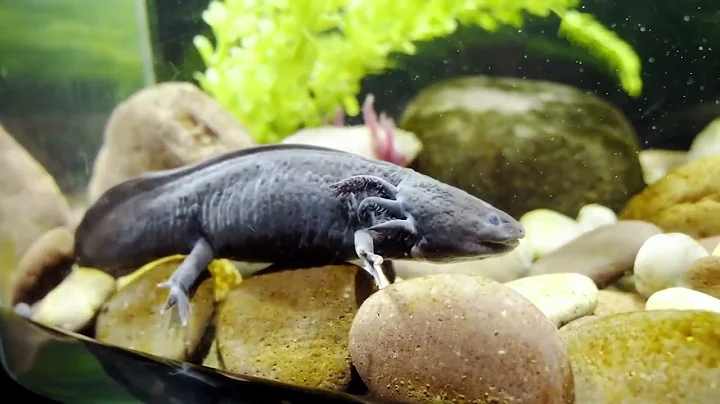 Top 10 Strangest Sea Creatures You Won't Believe Exist!