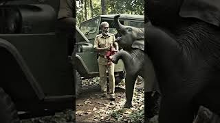 animal warning to humans #elephant #rescue #animals #shorts