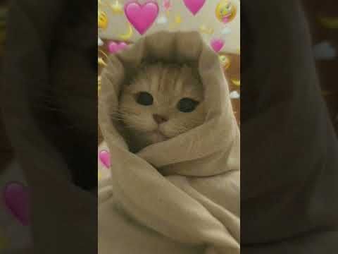 شكلي زي الخ رة كلكو بتجيب لورا شمبووووه ترند السعودية