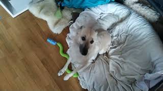 Silken Windsprite Indy Will Gassi Gehen