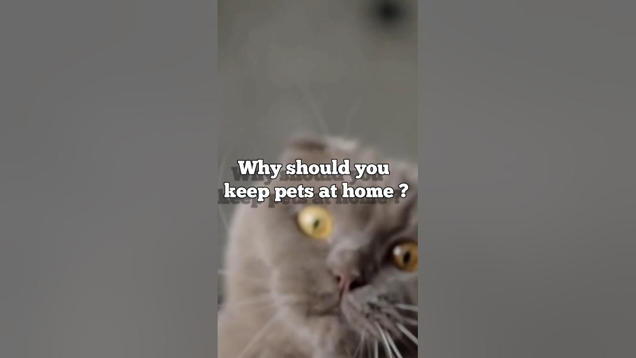 why should you keep pets at home ? shorts shortsfeed YouTube