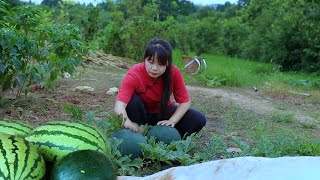 【二米炊烟】Watermelon 把又大又甜的西瓜，通過陽光晒成“鹹味西瓜醬”。