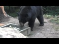 Black Bear Drinking Water