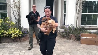 Collier County woman arrested for illegally breeding dogs after deputies remove 50 from home