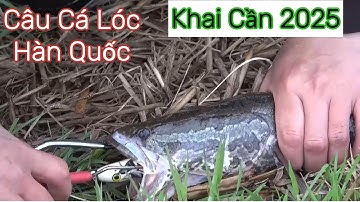 Câu Cá Lóc Ở Hàn Quốc. Khai Cần 2025