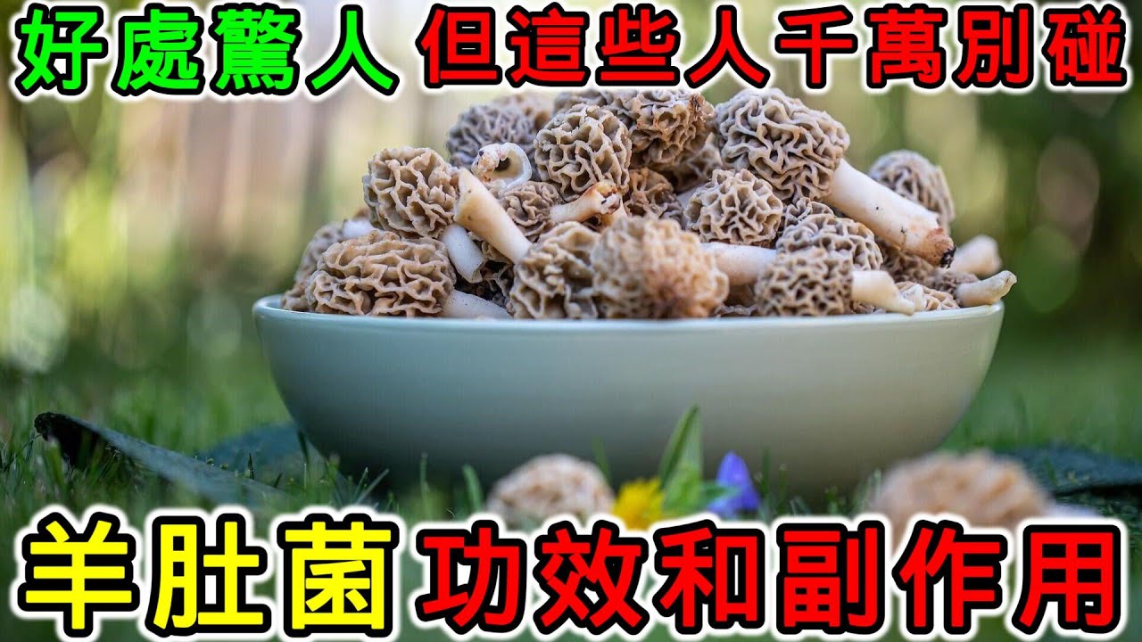 羊肚菌有哪些營養價值？羊肚菌的功效和副作用，羊肚菌怎麼吃？什麼人不適合吃羊肚菌？羊肚菌不能和什麼一起吃？羊肚菌可以天天吃嗎？羊肚菌有什麼禁忌？癌症病人可以吃羊肚菌嗎？羊肚菌可以每天吃嗎？