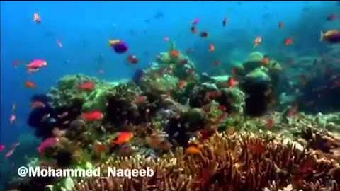 القارئ محمد النقيب الفاتحة مع جزء اخر من ال عمران