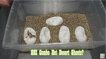 Ball Python Egg Cutting!