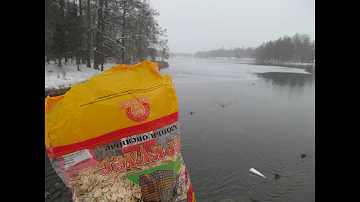 Чем правильно кормить уток и лебедей? Овсянка, сэр!
