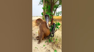 See the love of the snake and the monkey#viralvideo #videos #shorts#snake#jogi#saanp#amzing