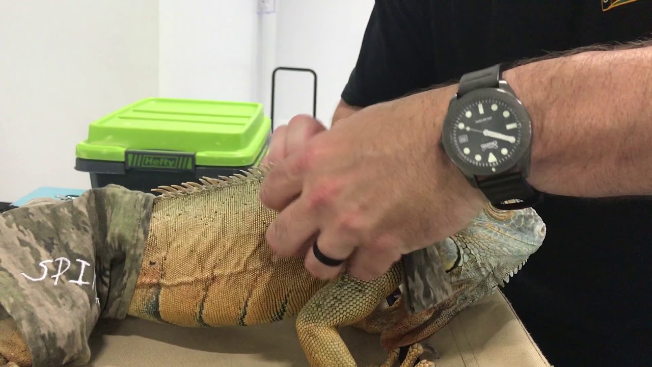 green iguana diet Pre-show lizard massage