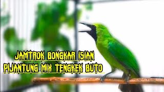 JAMTROK EMOSI Nembak PIJANTUNG Mix TENGKEK Buto- Cucak Ijo Bongkar Isian Kasar