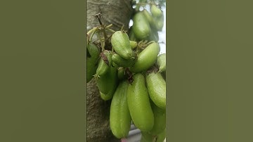 Manfaat air rebusan belimbing wuluh untuk kesehatan #tanikasihchannel #shorts #kasiat #manfaat