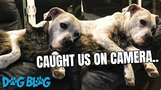 Dog and Cat are Caught Cuddling on the Couch as They Watch TV shorts