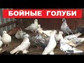 В гостях у Николая Николаевича. Бакинские бойные голуби. Узбекские бойные голуби