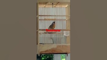 pancawarna full tembak kasar
