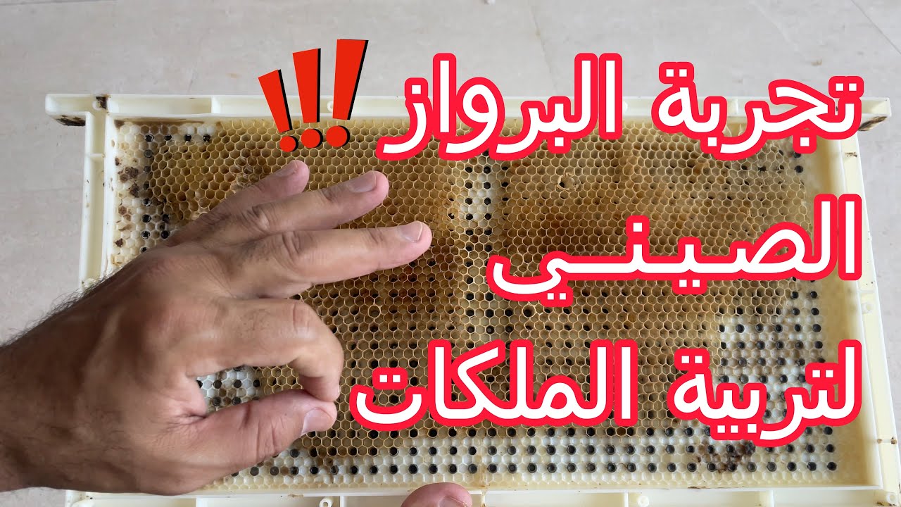 Trying Chinese plastic queen rearing frame 4K🤷‍♀️ تجربة تربية الملكات بإستخدام برواز البلاستك الصيني