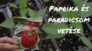 Paprika és paradicsom | VETÉS