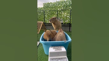 Looks like we need a bigger bathtub 🛁🫧🤍 #capybara #cappiness #capybaracafe