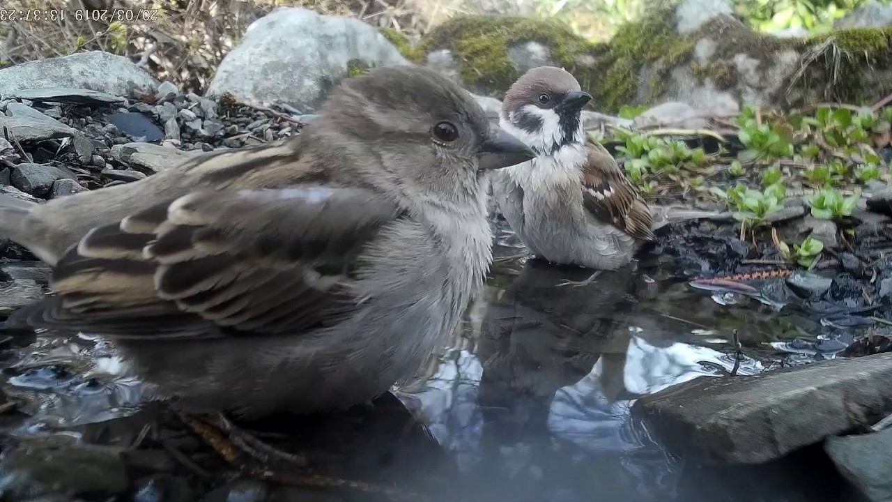 hornets font House- and tree sparrow bathes. Haus- und Feldsperling baden.
