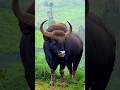 Indian Bison – Jungle का असली Baap! इसकी ताकत देखकर दंग रह जाओगे 💥#animals #facts #information