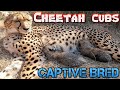 Abi The Cheetah Gives Birth - Two Healthy Baby Cubs | Captive Breeding Project Miracle Boy &amp; Girl 4K