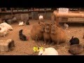 カピバラ　（渋川動物公園篇）熾烈なベスポジ争い の動画、YouTube動画。