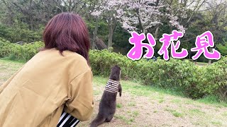 カワウソしゃもじ、花見に行く！を携帯だけで編集してみた。