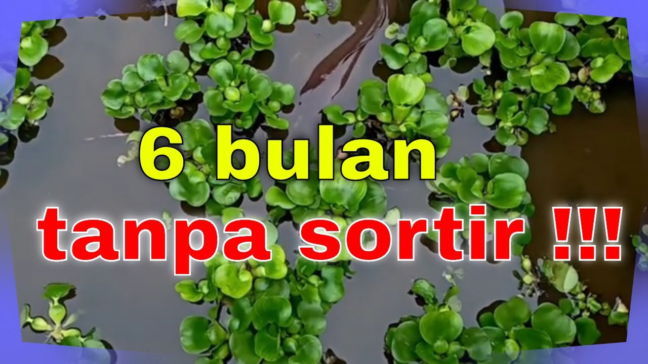 Budidaya lele tidak pernah disortir #budidayya_lele # pembesaran_lele