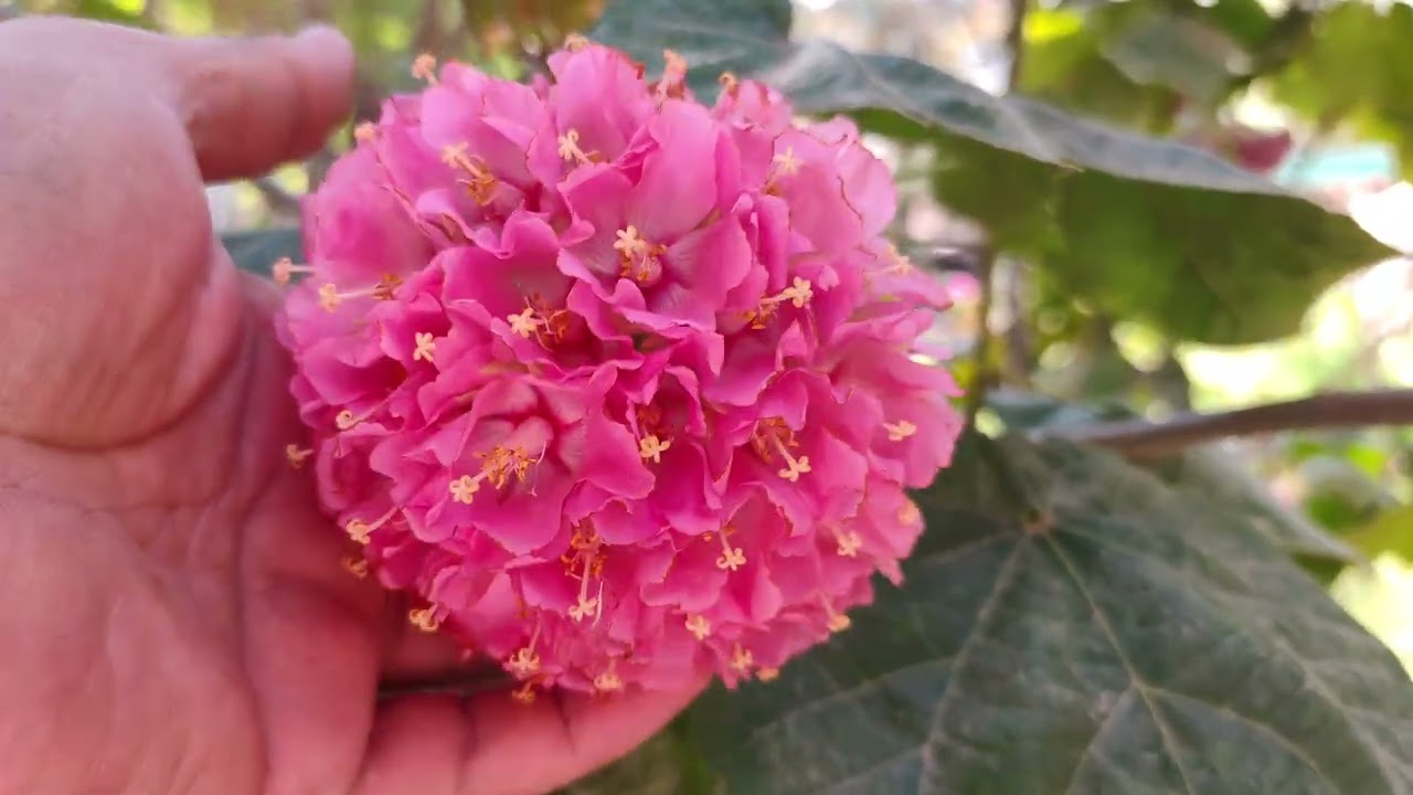 الربيع و حديقتي المنزلية الجزء الاول 24/2/2026 أزرعوا الجمال أزرعوا النباتات والورود والأزهار 